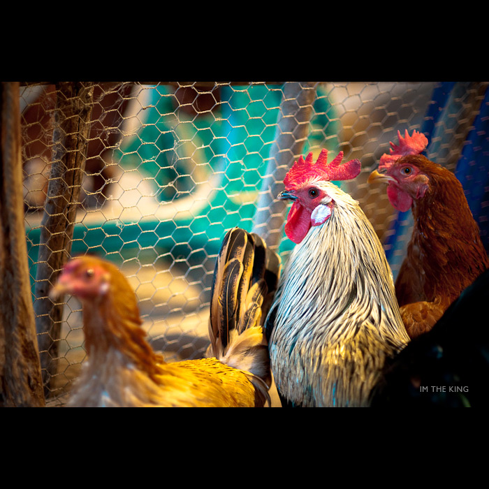 20100116_165343_wordpress