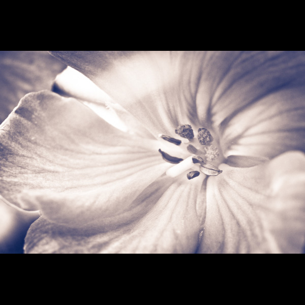 0081