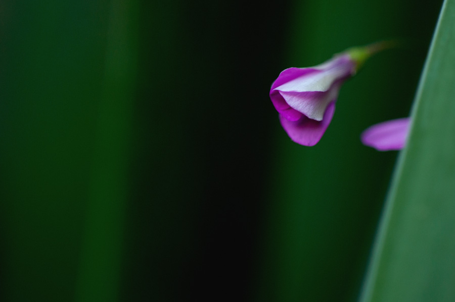 una-timida-flor-tras-las-hojas-verdes