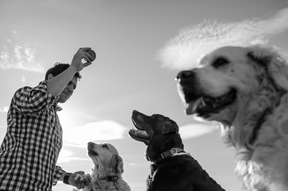 fotografo de familia con perros en madrid